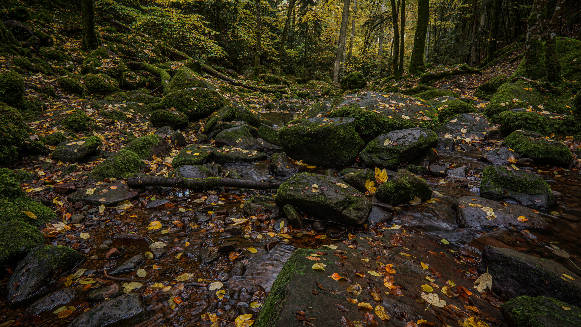 Herbstliches Monbachtal-08653