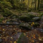 Herbstliches Monbachtal-08653