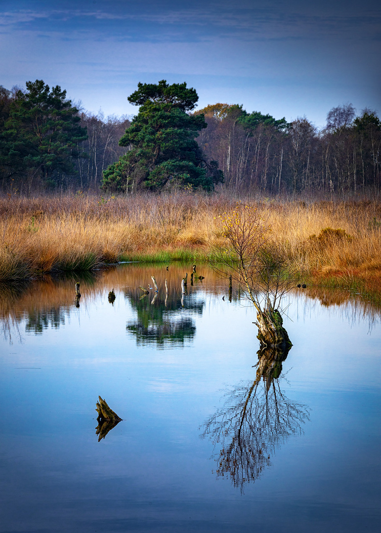 Herbstliches Moor