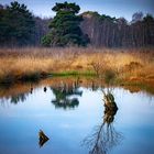 Herbstliches Moor