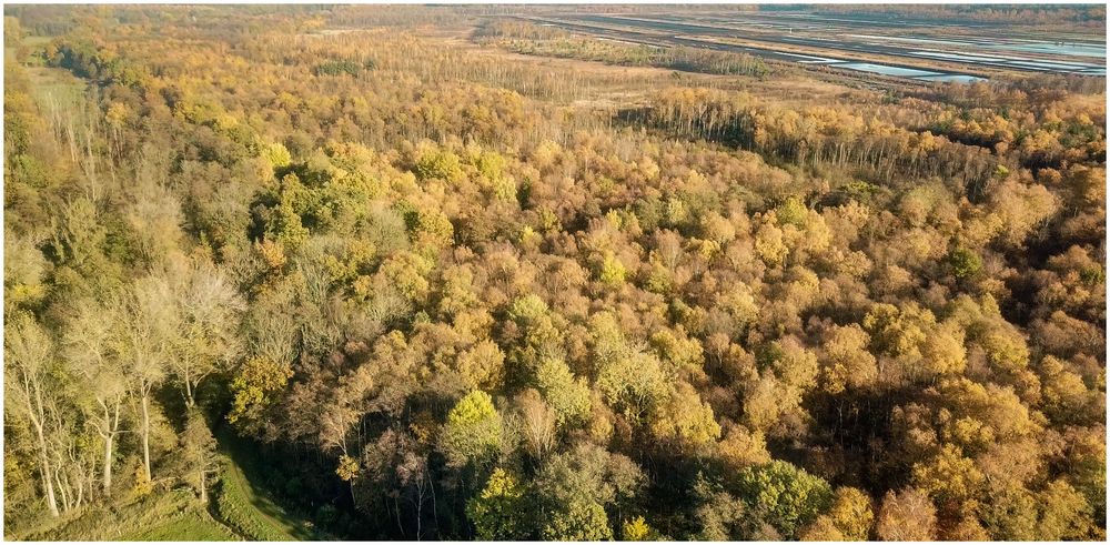 herbstliches Moor