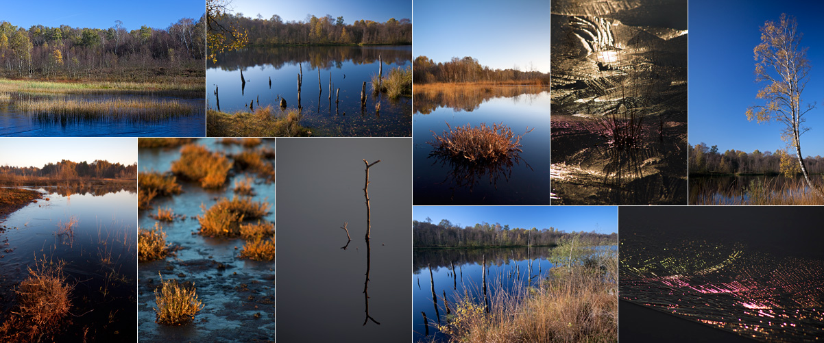 Herbstliches Moor