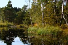 Herbstliches Moor