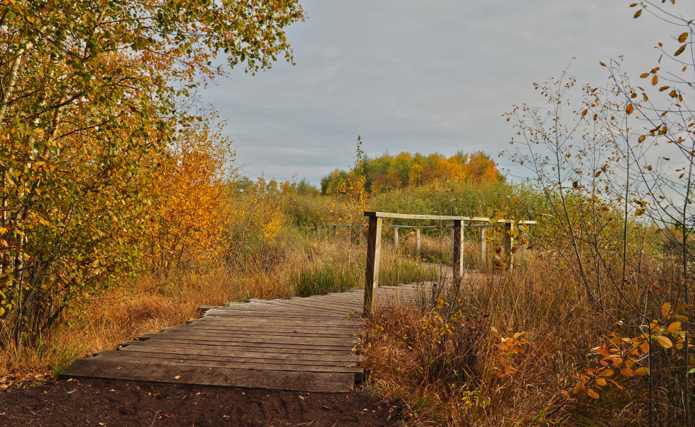 Herbstliches Moor