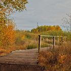 Herbstliches Moor