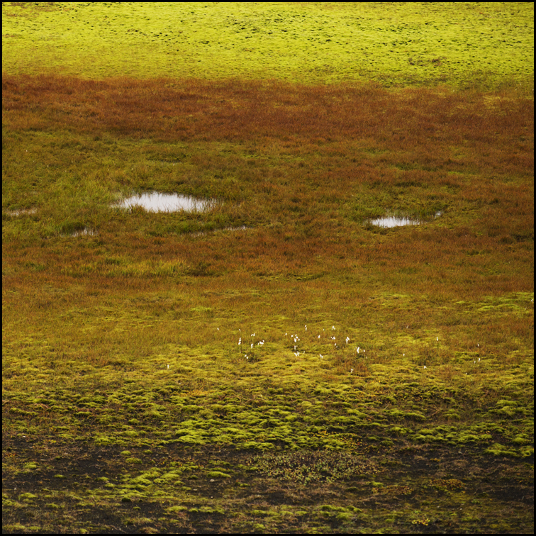 herbstliches Moorgesicht