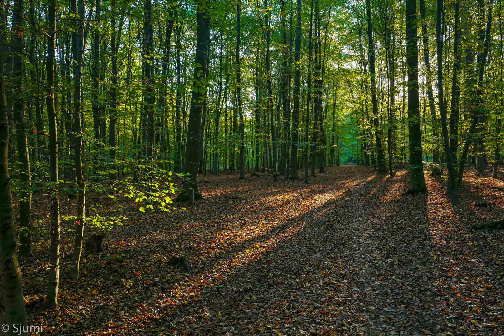 Herbstliches Morgenlicht