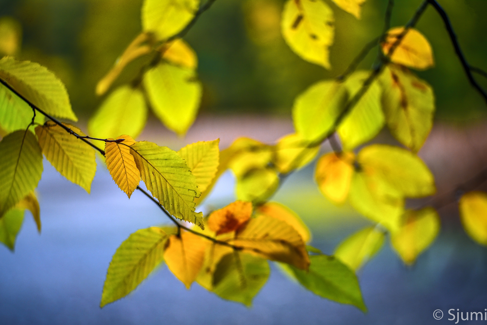 Herbstliches Morgenlicht