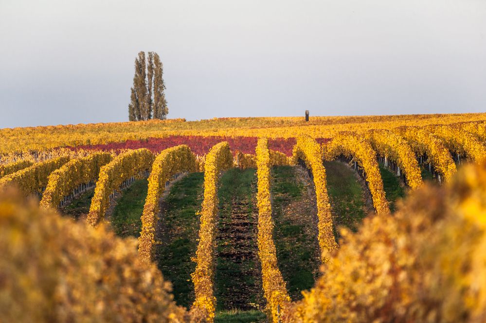 Herbstliches Naheland