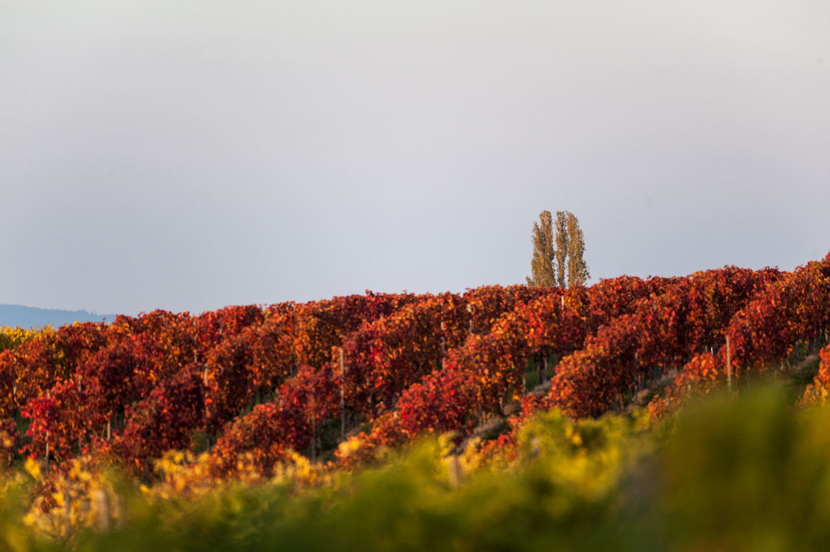 Herbstliches Naheland V