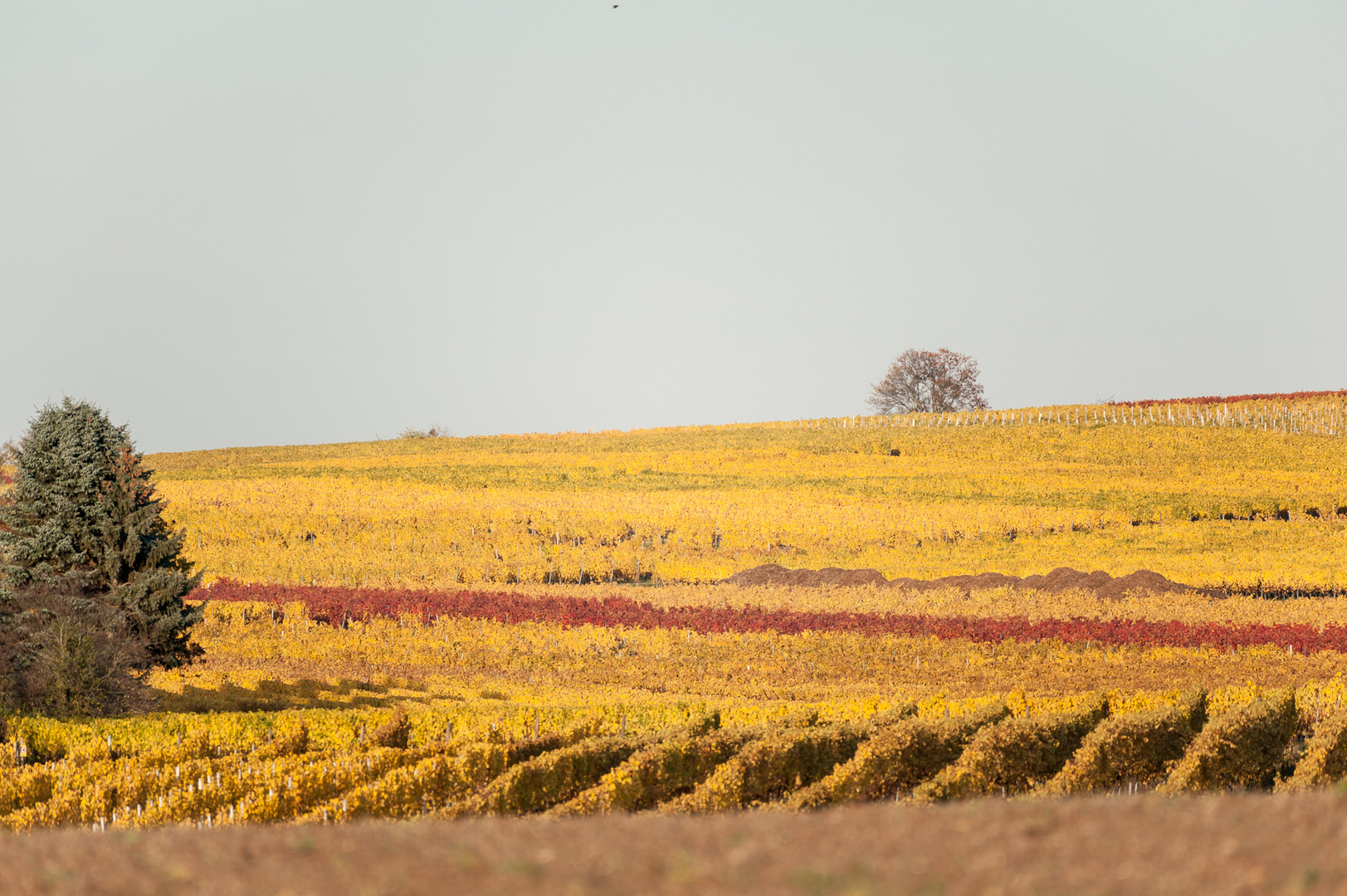 Herbstliches Naheland VI