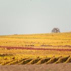 Herbstliches Naheland VI