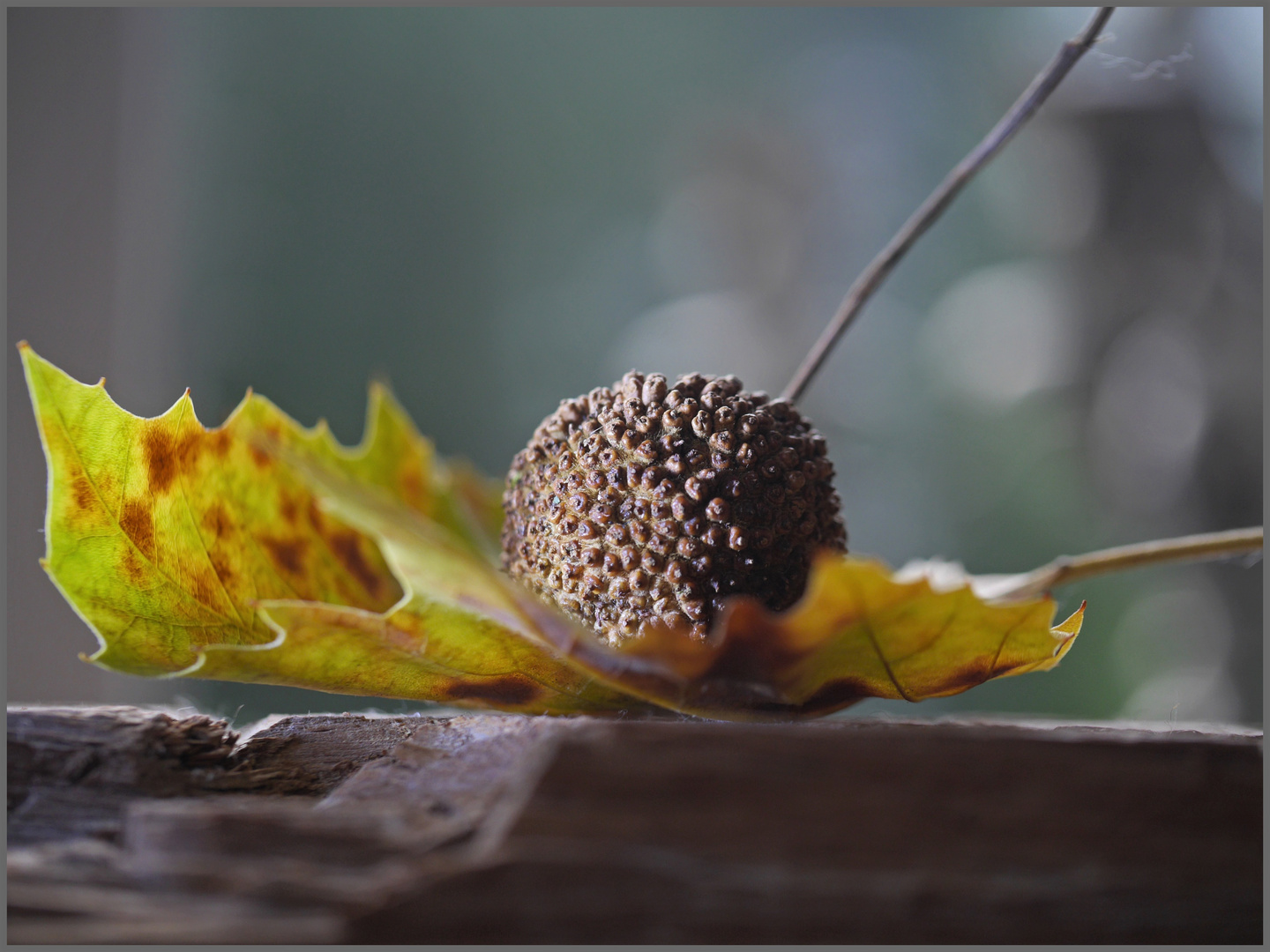 Herbstliches Naturstillleben