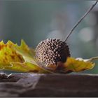 Herbstliches Naturstillleben