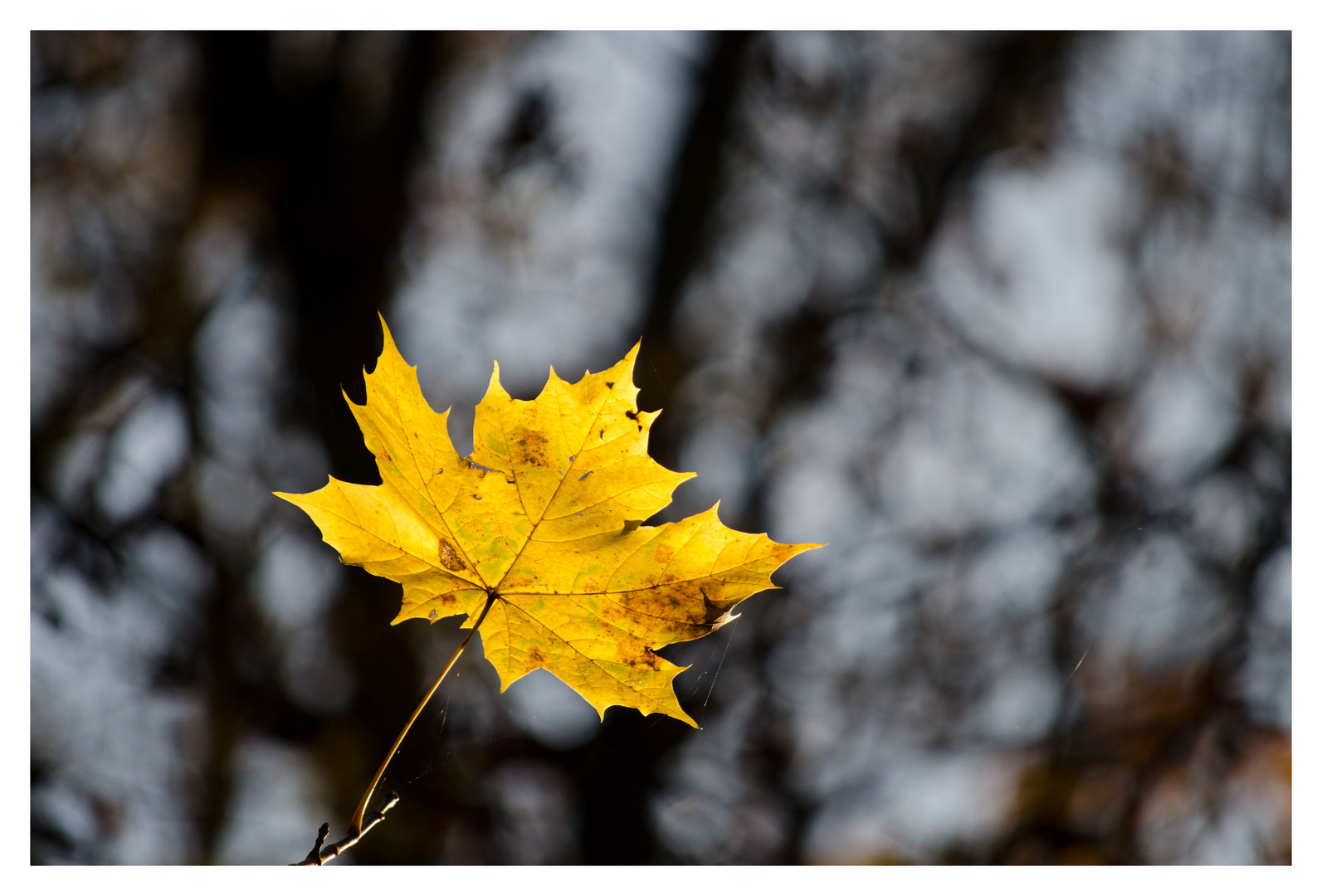 Herbstliches - Nr.5