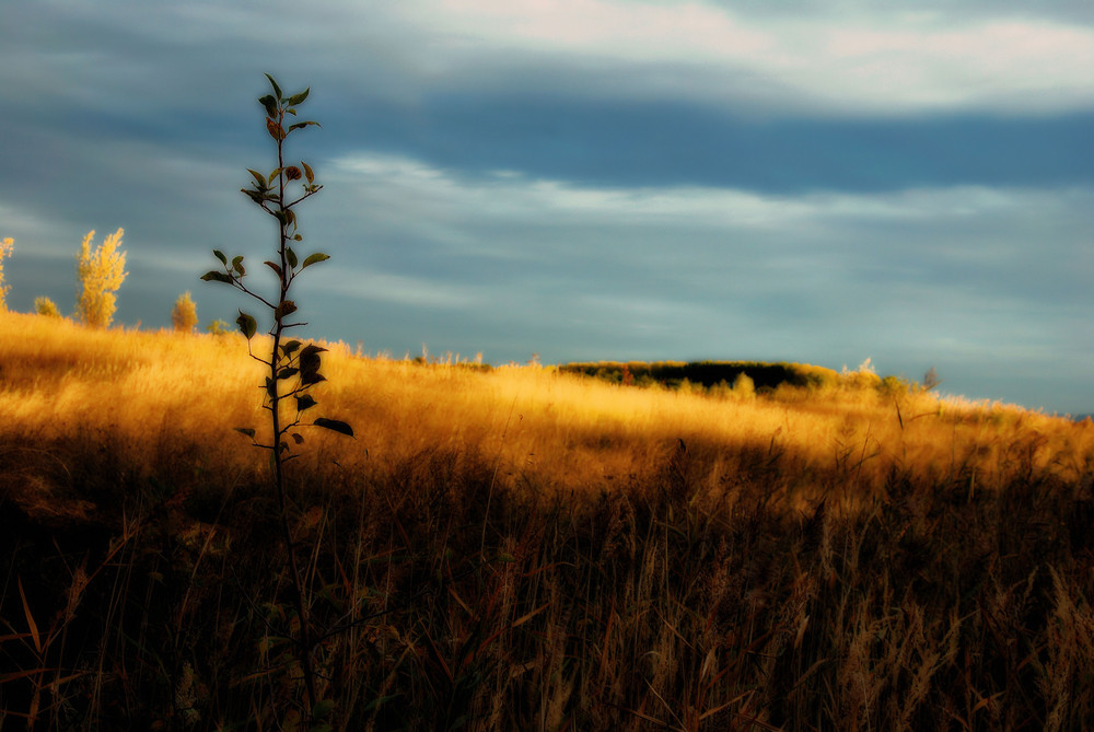 ~herbstliches Ödland~