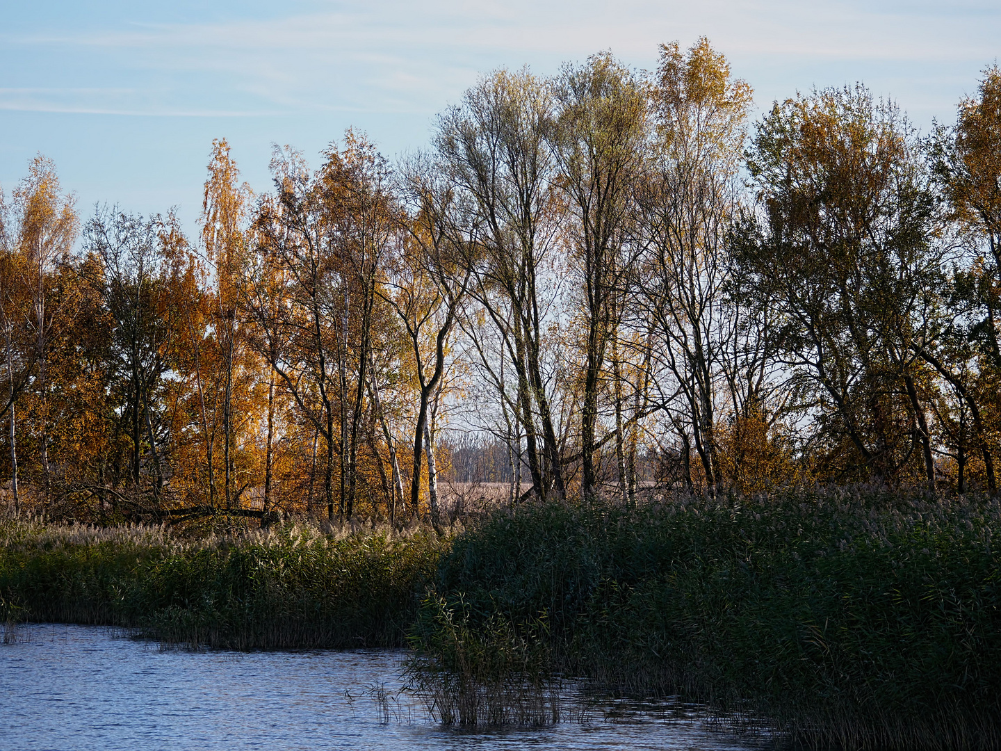 herbstliches Peene-Ufer