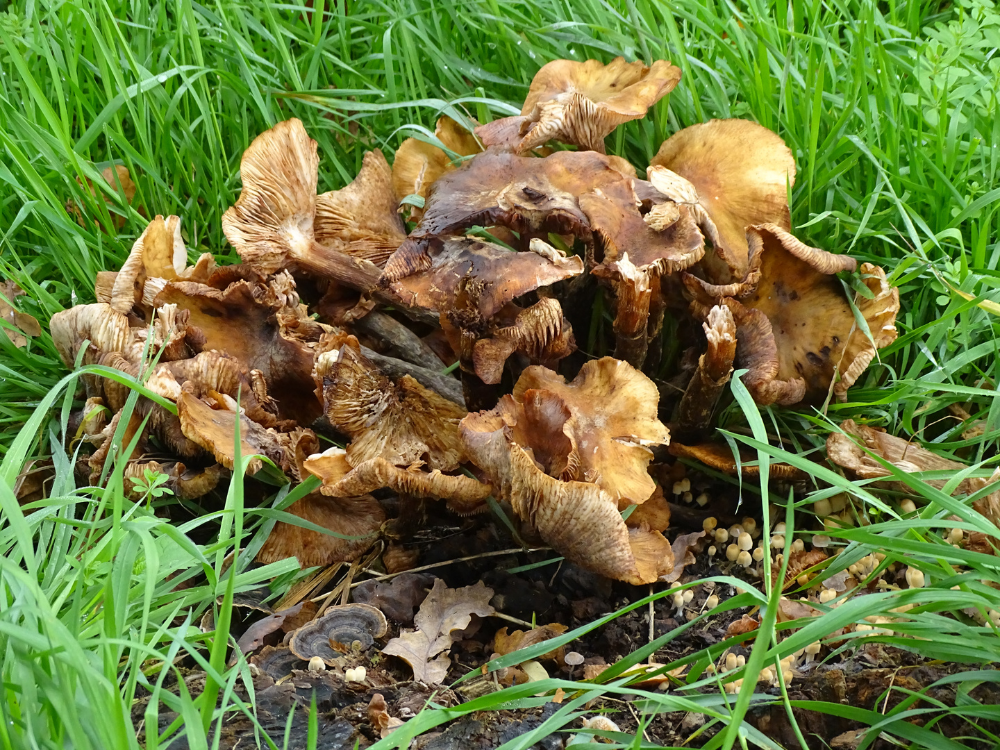 Herbstliches Pilzchaos...