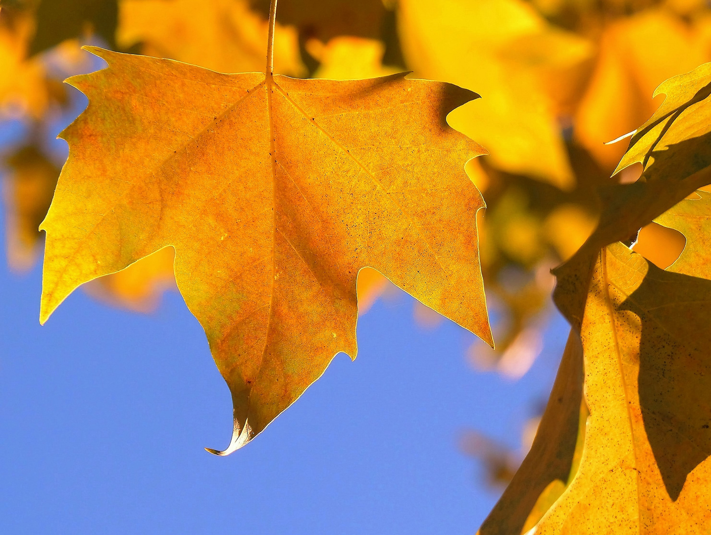 Herbstliches Platanenblatt