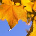 Herbstliches Platanenblatt