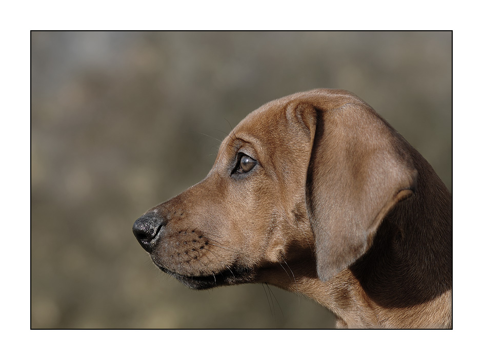 Herbstliches Portrait