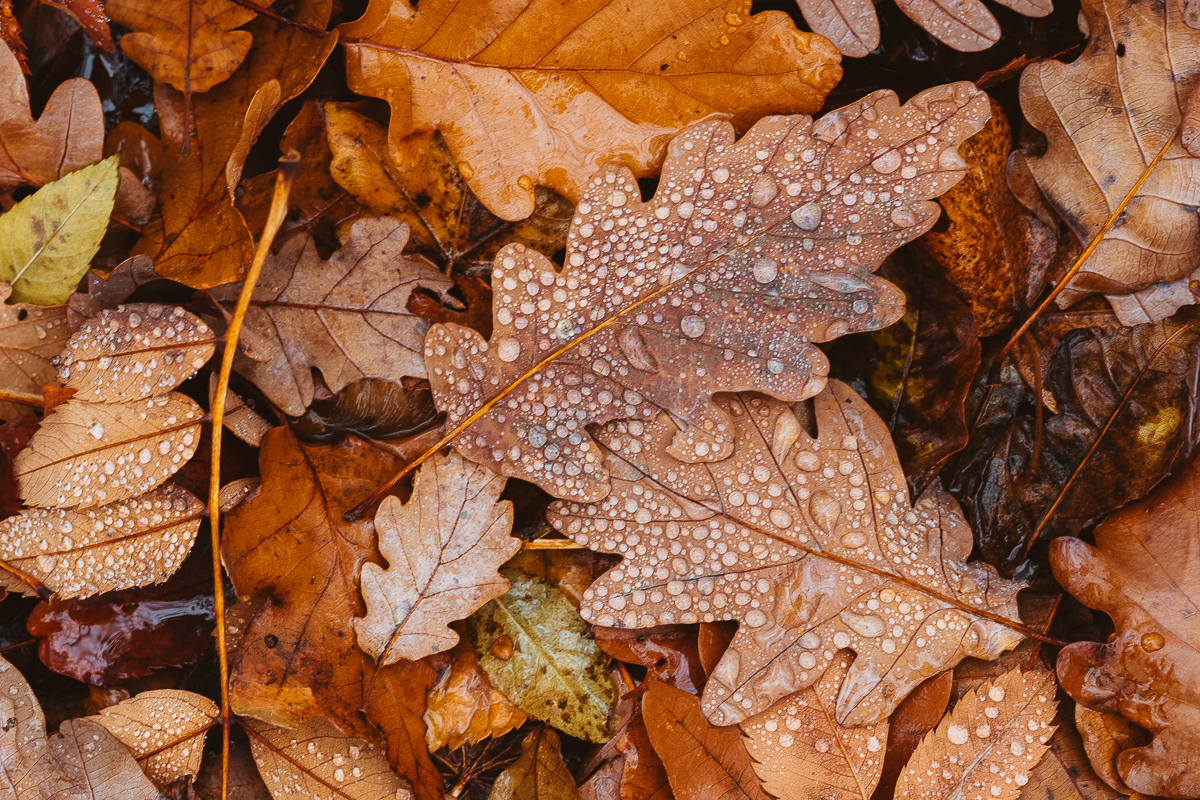 herbstliches Potpourri