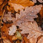 herbstliches Potpourri