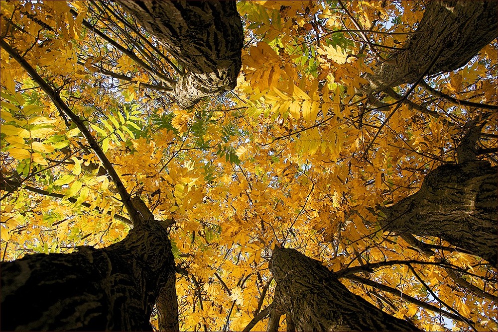 - Herbstliches Quintett -