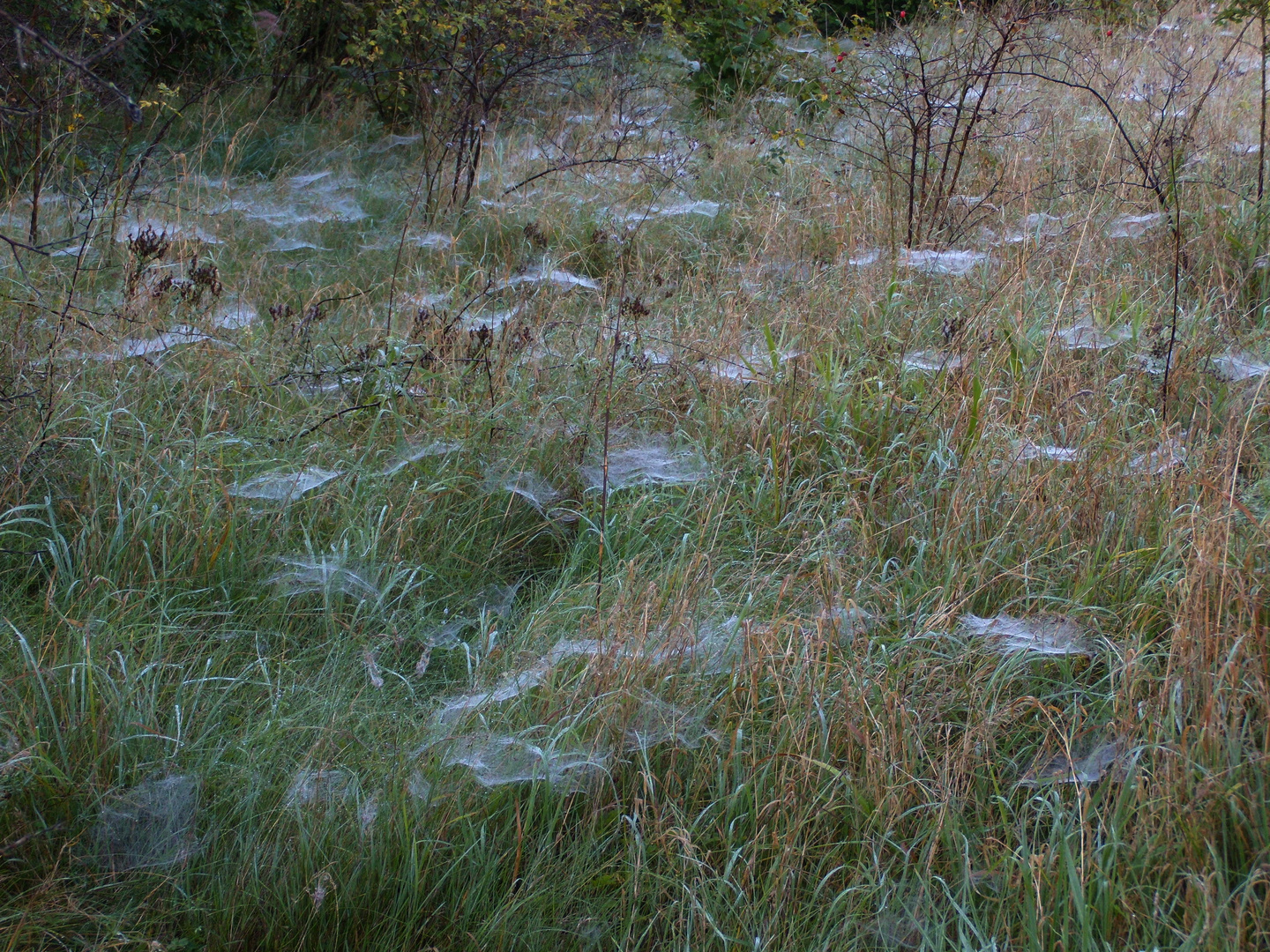 Herbstliches Raff ,Übersaet mit nebelfeuchten Spinnweben.