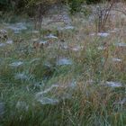 Herbstliches Raff ,Übersaet mit nebelfeuchten Spinnweben.