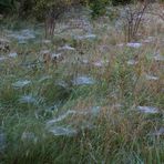 Herbstliches Raff ,Übersaet mit nebelfeuchten Spinnweben.