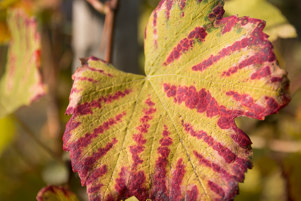 Herbstliches Rebenblatt