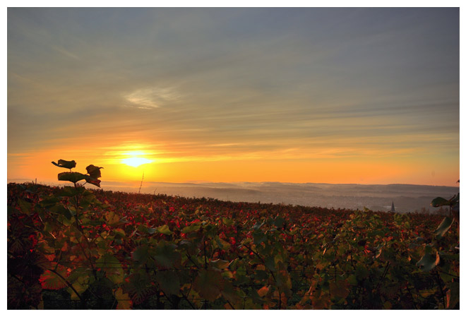 Herbstliches Rebenmeer am Letzenberg