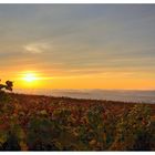 Herbstliches Rebenmeer am Letzenberg