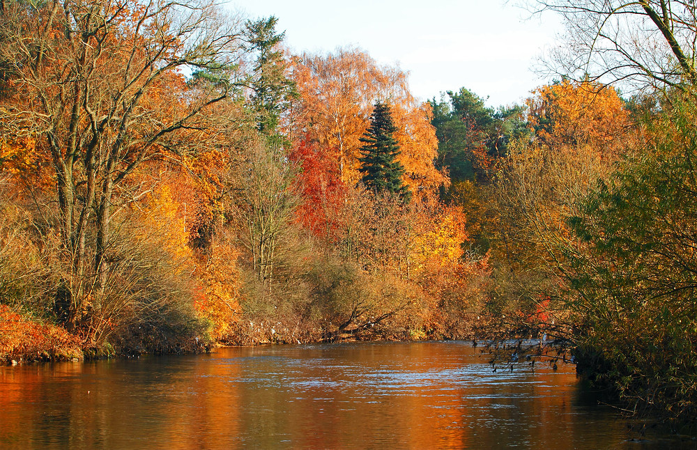 Herbstliches Regnitzufer November 2011