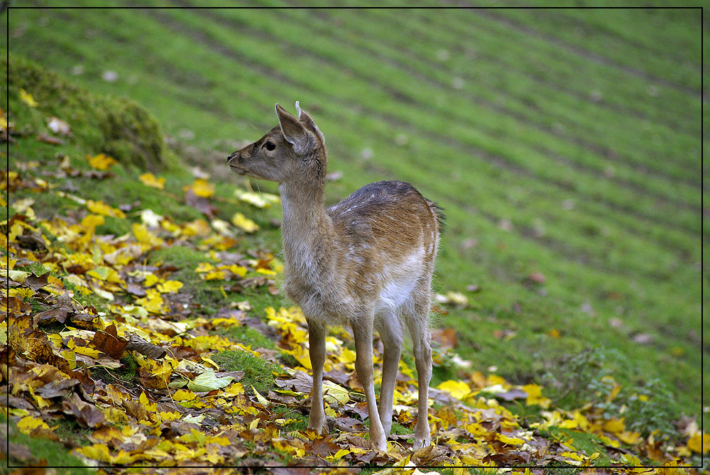 Herbstliches Reh