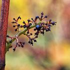 Herbstliches Resteessen