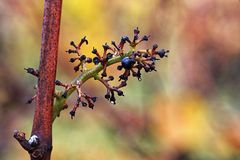 Herbstliches Resteessen