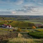 Herbstliches Rheinhessen (1.2)