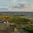 Herbstliches Rheinhessen (2.4)