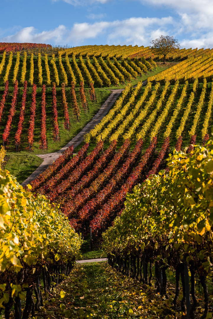 Herbstliches Rheinhessen - I - 