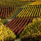 Herbstliches Rheinhessen - I - 