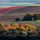 Herbstliches Rheinhessen - II -