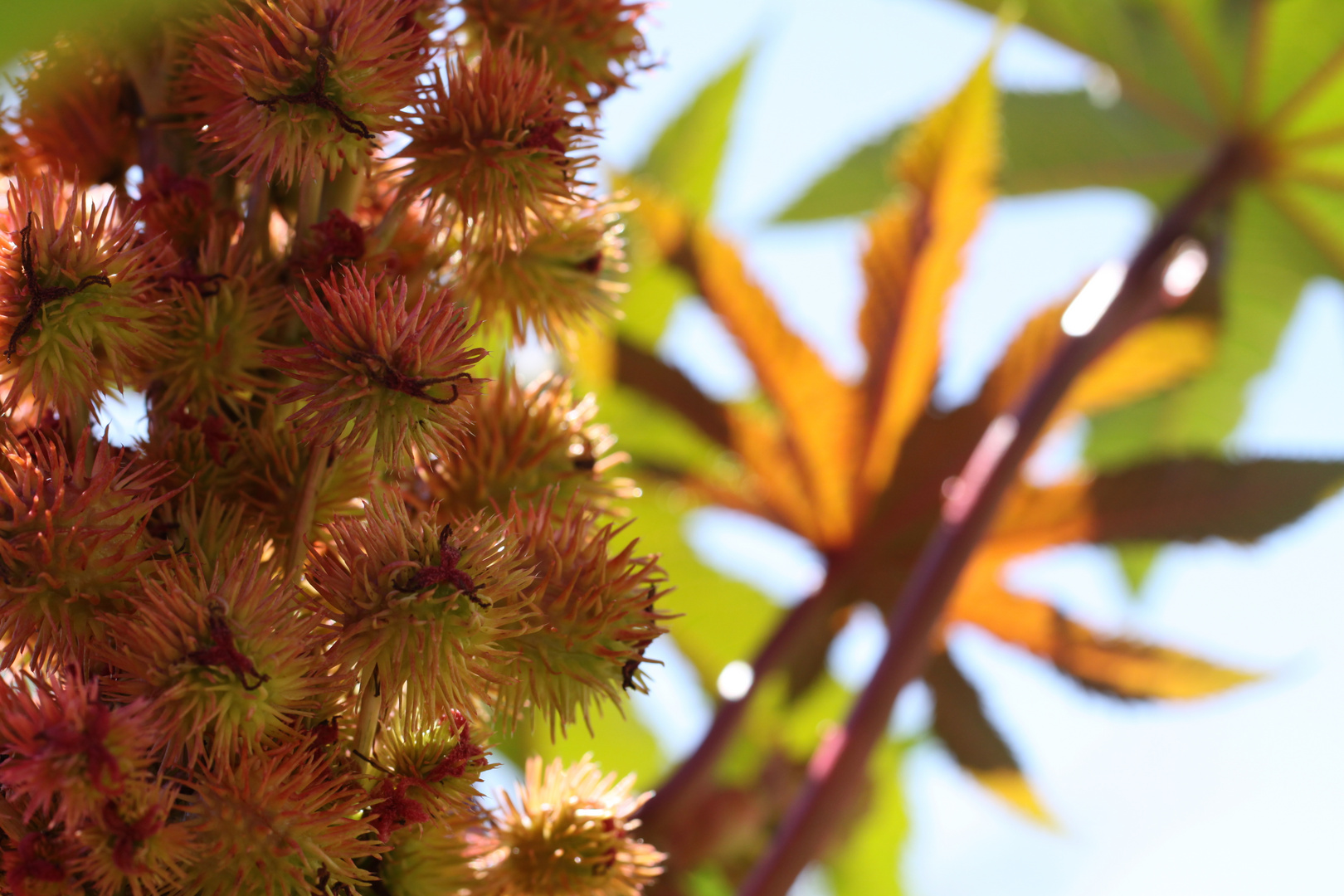 Herbstliches, Rizinuspflanze 8/10