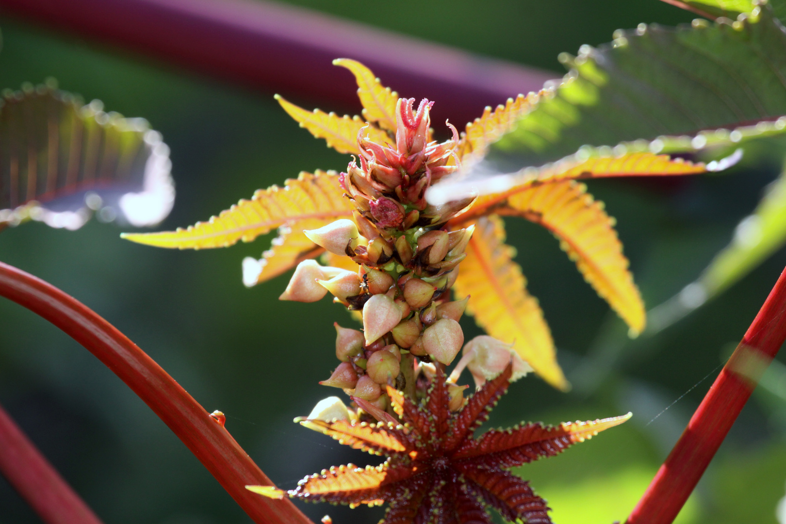 Herbstliches, Rizinuspflanze 9/10