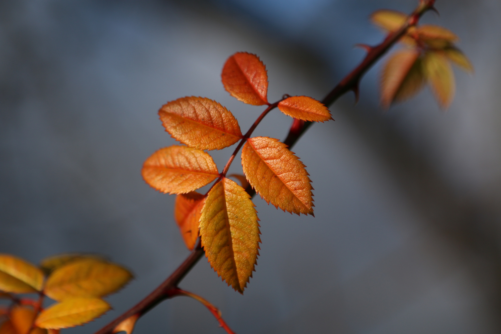 Herbstliches Rosenblatt