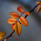 Herbstliches Rosenblatt