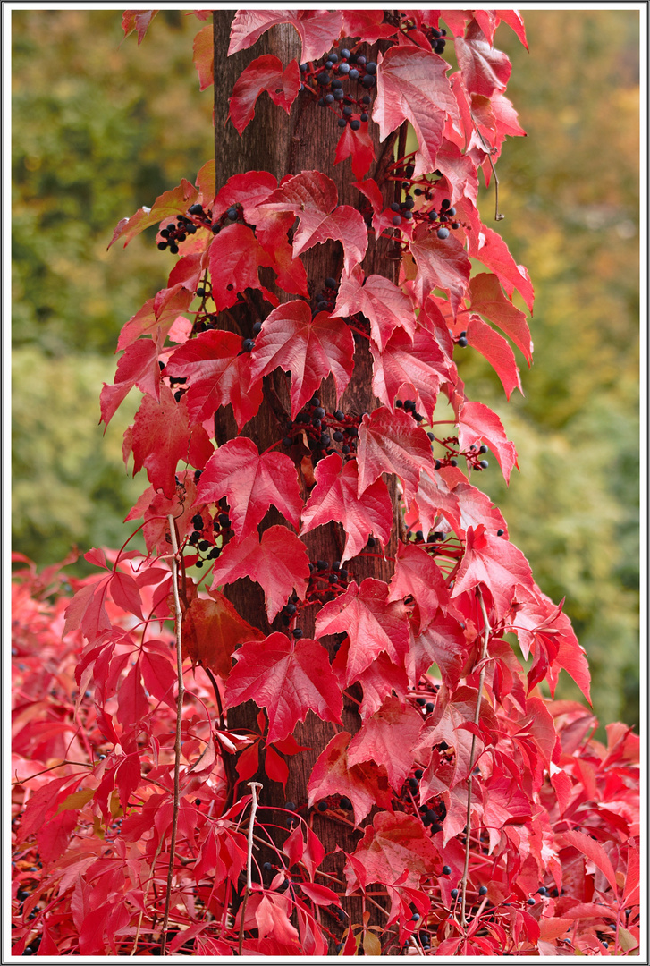 Herbstliches Rot