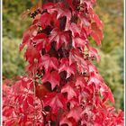 Herbstliches Rot