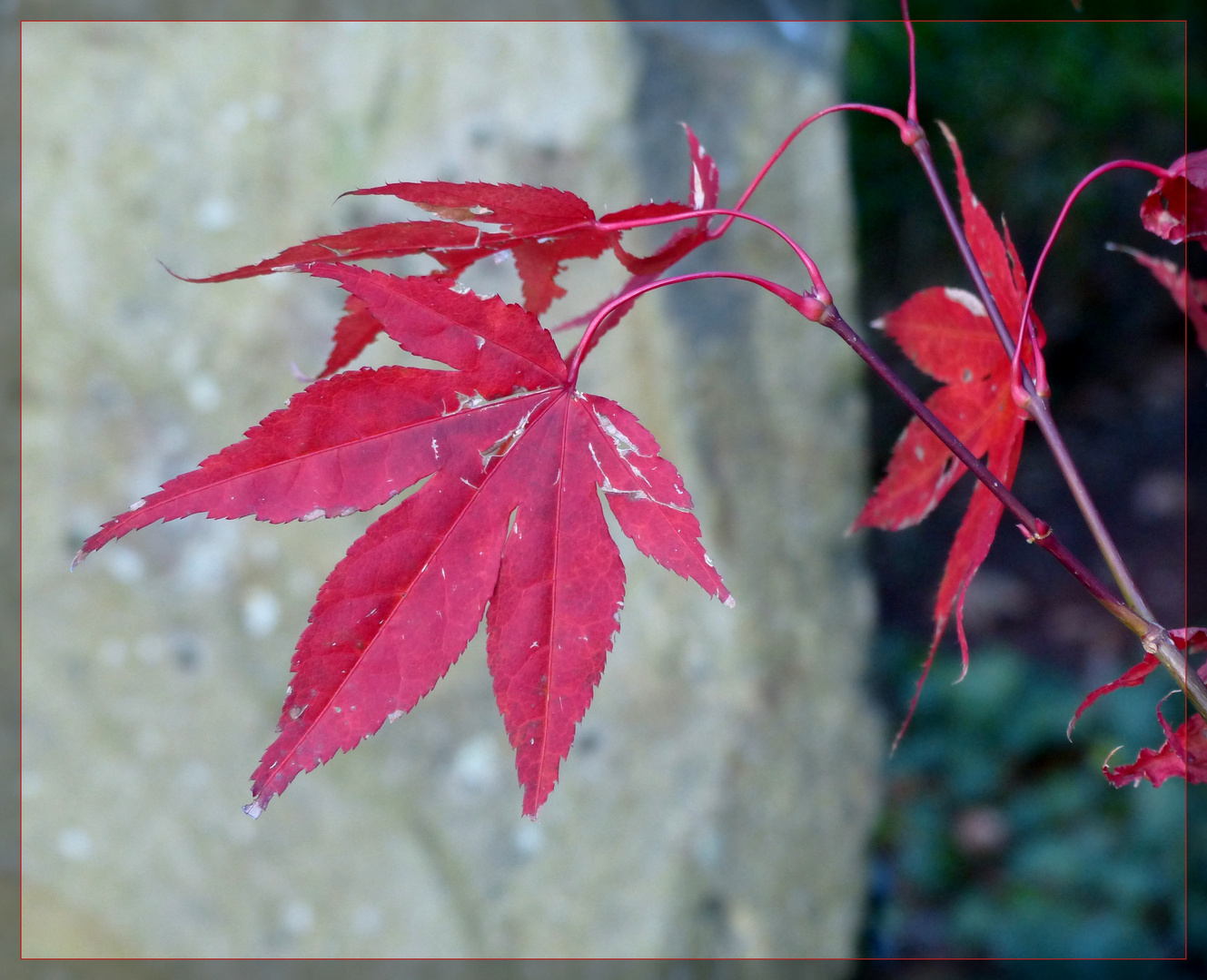 herbstliches ROT